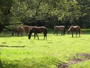 New Forest Ponies