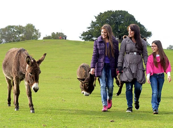 Family walk