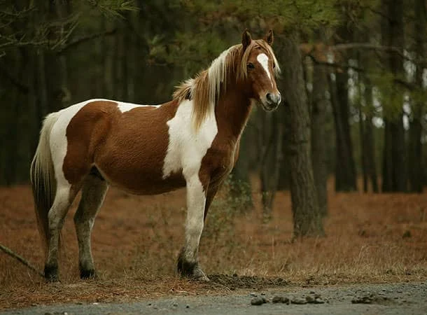 Advice to horse owners