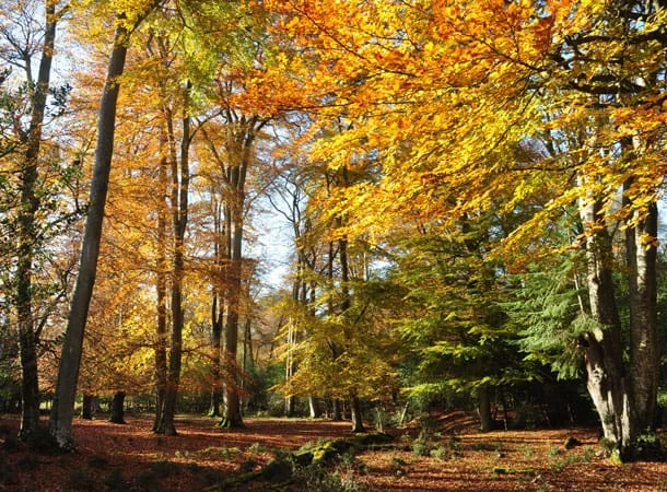 trees