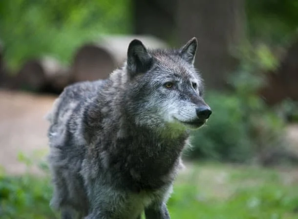 Love Your Zoo Week - Wolf