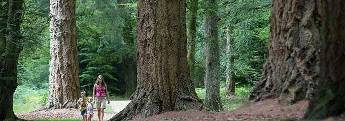 Forest Future Consultation
