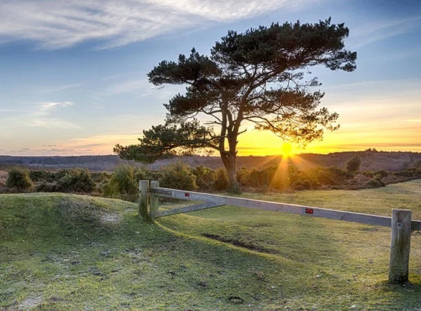 New Forest