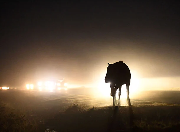animal accidents - PONIES-@-NIGHT-Robert-Sach