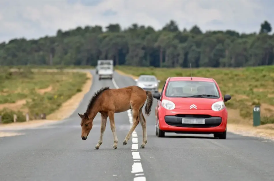 See that foal in the road!