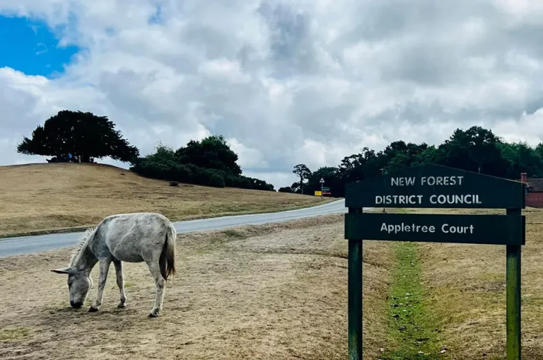 Know before you go this summer – new rules come into force in the New Forest