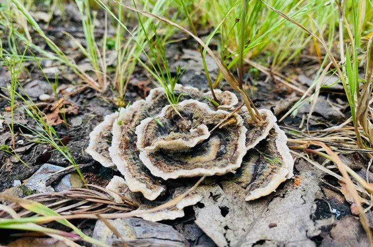 New Forest fungi to help clean up environmental pollution