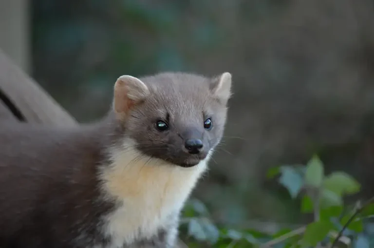 Pine marten population continues to expand in the south of England
