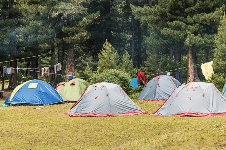 New pop-up campsite planning controls for the New Forest confirmed