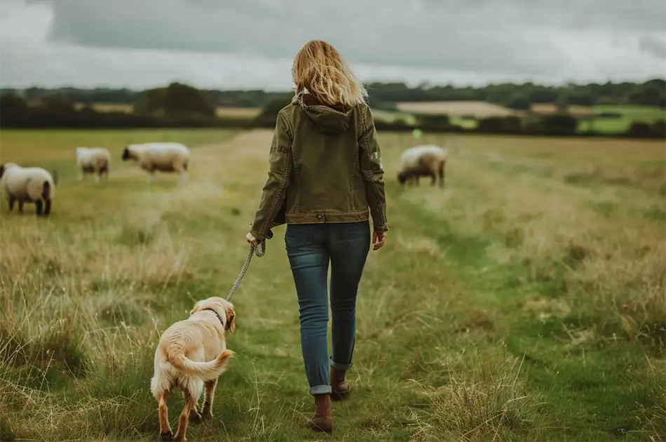 A woman walking her Golden Labrador dog on a lead in a field with some sheep with her back to the camera