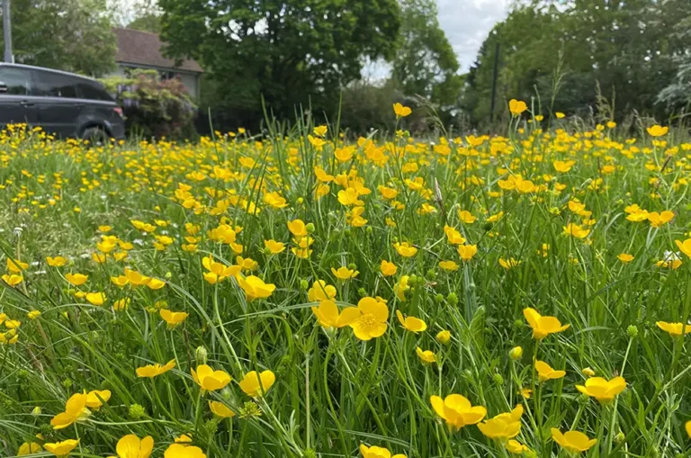 A field of blooming yellow buttercup flowers in tall grass with trees and houses visible in the background on a partly cloudy day.