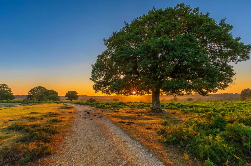 Mogshade sunrise in the New Forest National Park. Credit © Nick Lucas