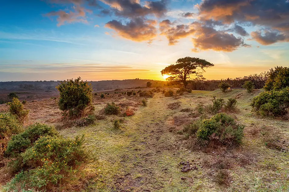 A scenic landscape at sunset with a lone tree, scattered bushes, grassy terrain, and a dramatic sky filled with clouds illuminated by the setting sun.