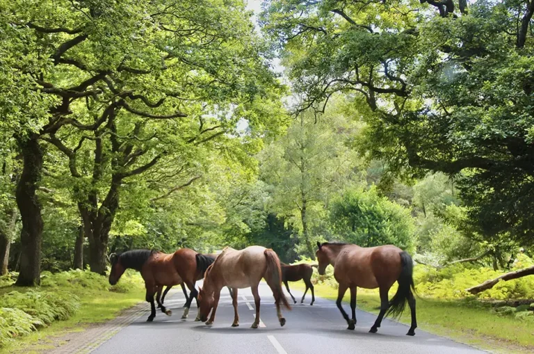 Several horses walk and graze on a quiet road surrounded by lush green trees, a scene familiar to New Forest motorists who must stay alert to prevent animal accidents under the bright, partly cloudy sky.