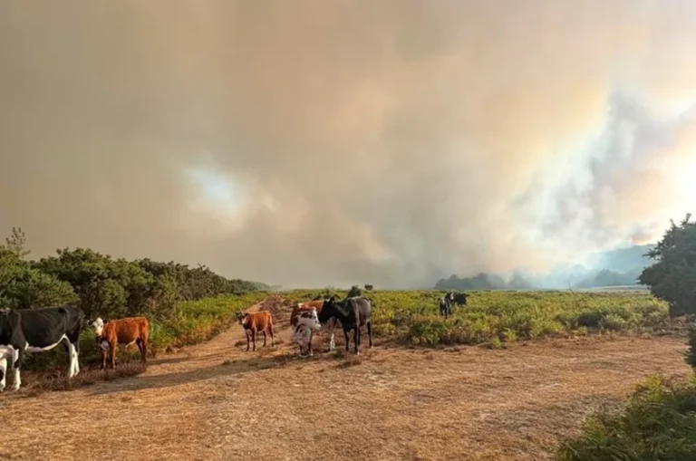 Cows and calves stand on a dirt track in a field in the New Forest, with thick smoke and an orange-tinted sky in the background, indicating a wildfire incident nearby.