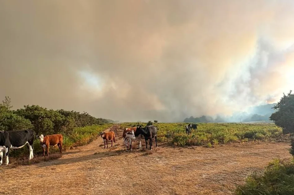 Cows and calves stand on a dirt track in a field in the New Forest, with thick smoke and an orange-tinted sky in the background, indicating a wildfire incident nearby.